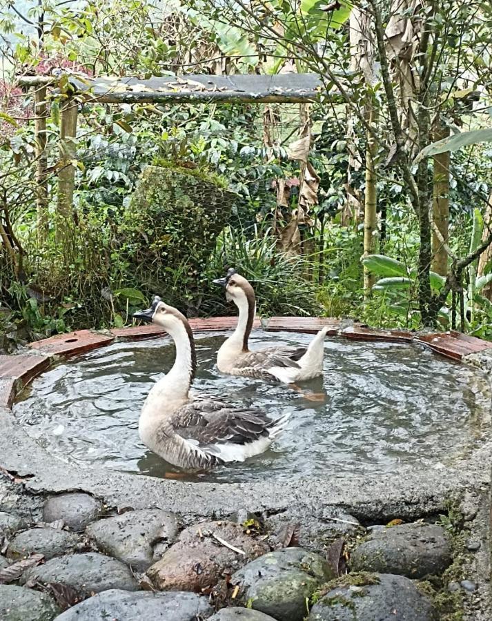 Hostal Campestre El Santuario Filandia Εξωτερικό φωτογραφία